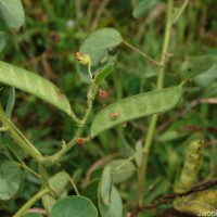 Chamaecrista absus (L.) H.S.Irwin & Barneby